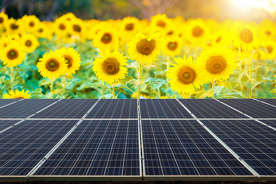 Napraforgók segíthetnek a napelemek beállításában